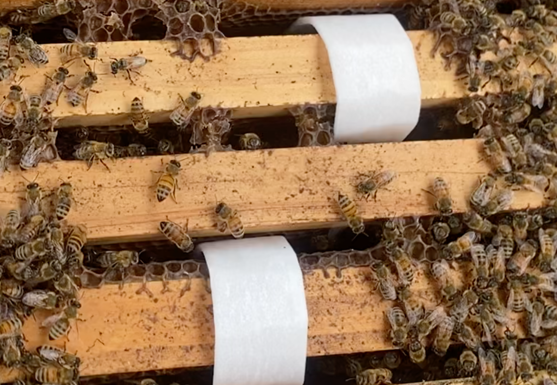 High-Dose Oxalic AcidBee Mite Treatment Strips(20stips/pack)